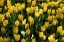 Picture of COLORFUL TULIPS