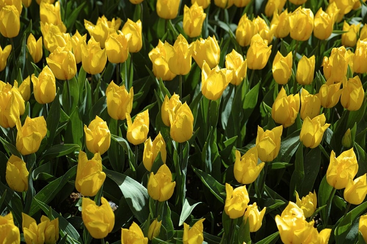 Picture of COLORFUL TULIPS