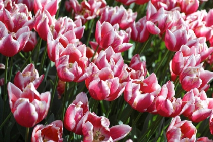 Picture of COLORFUL TULIPS