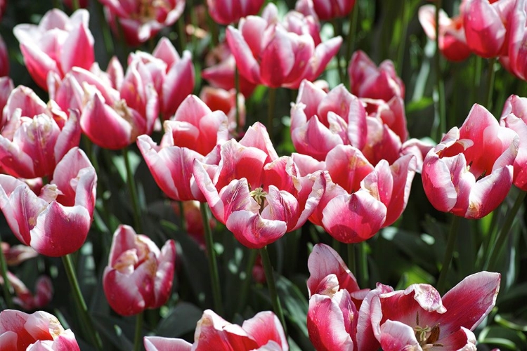 Picture of COLORFUL TULIPS