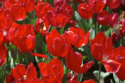 Picture of COLORFUL TULIPS