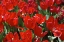 Picture of COLORFUL TULIPS