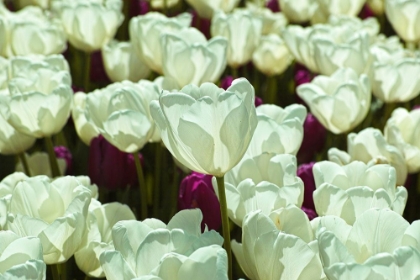 Picture of COLORFUL TULIPS