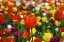 Picture of COLORFUL TULIPS