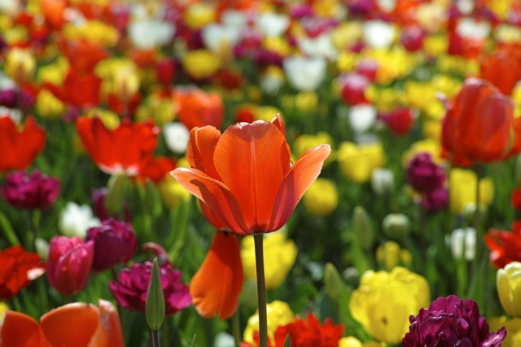 Picture of COLORFUL TULIPS