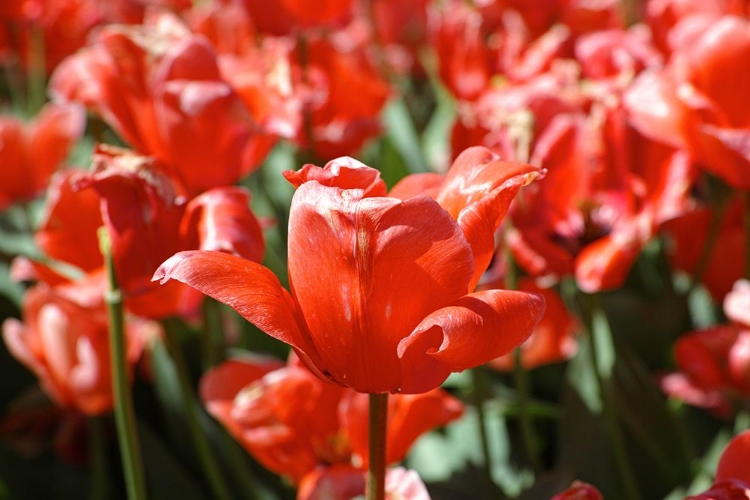 Picture of COLORFUL TULIPS