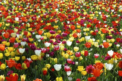 Picture of COLORFUL TULIPS