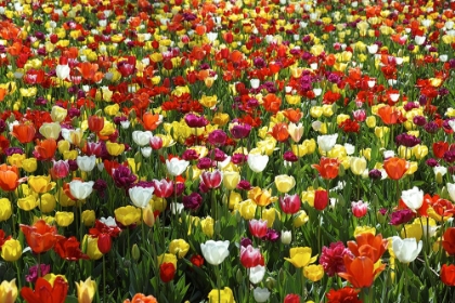 Picture of COLORFUL TULIPS