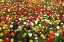 Picture of COLORFUL TULIPS