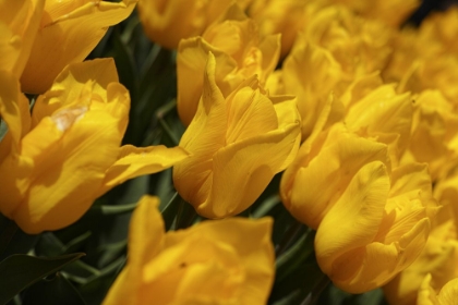 Picture of COLORFUL TULIPS