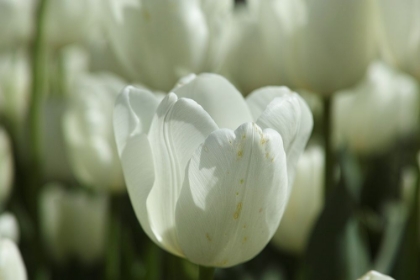 Picture of COLORFUL TULIPS