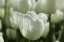 Picture of COLORFUL TULIPS