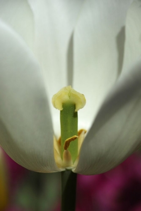 Picture of WHITE TULIP CLOSE UP