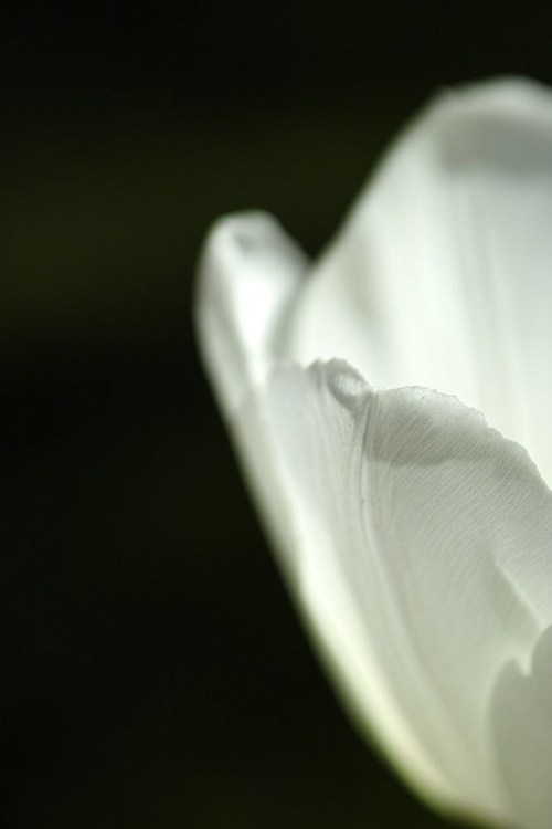 Picture of WHITE TULIP CLOSE UP