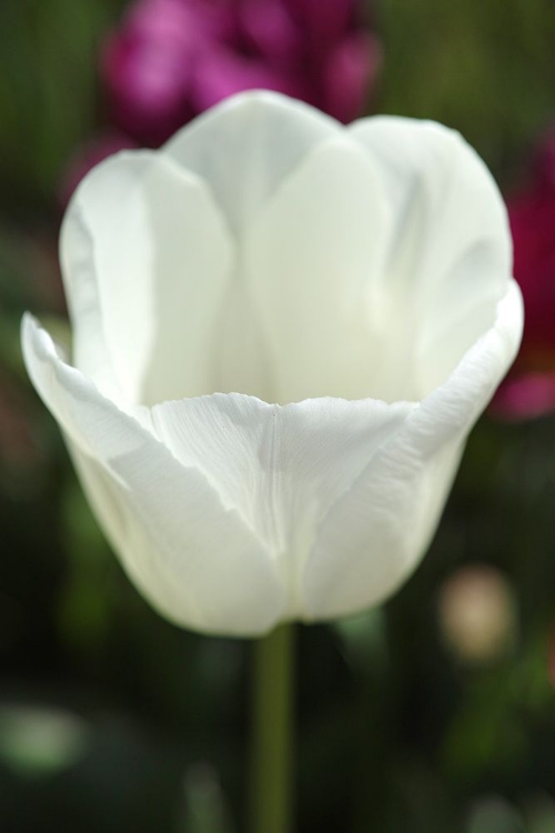 Picture of WHITE TULIP CLOSE UP