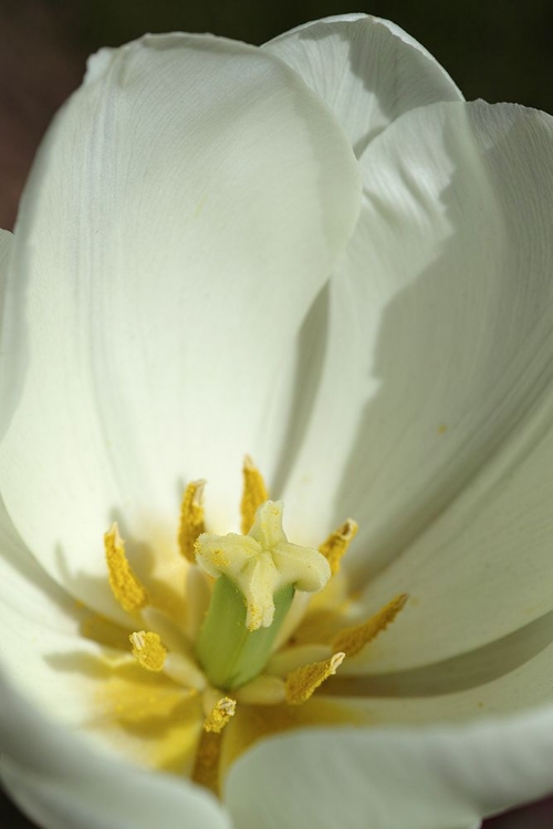 Picture of WHITE TULIP CLOSE UP