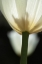Picture of WHITE TULIP CLOSE UP