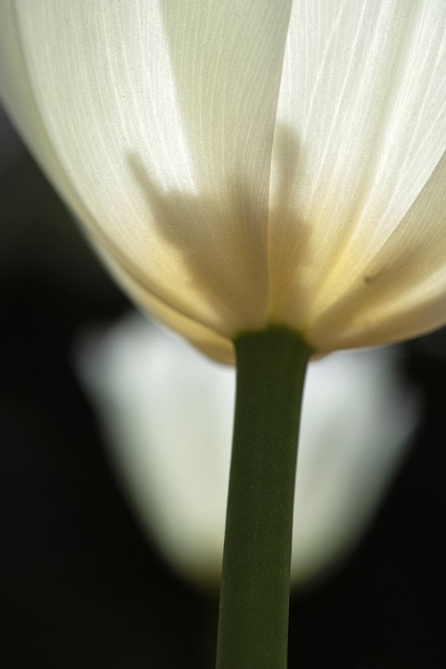 Picture of WHITE TULIP CLOSE UP