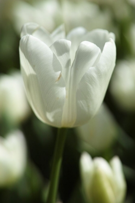 Picture of WHITE TULIP CLOSE UP