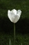 Picture of WHITE TULIP CLOSE UP