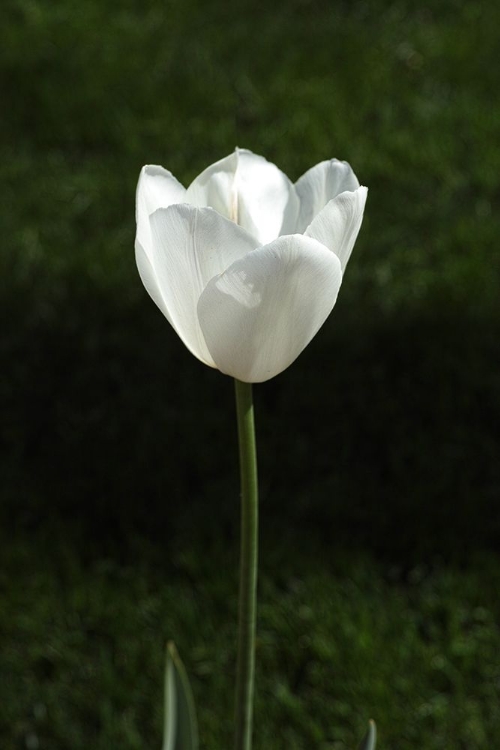 Picture of WHITE TULIP CLOSE UP