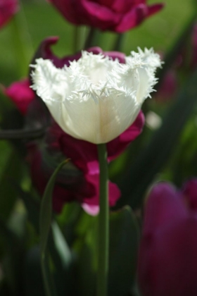 Picture of WHITE TULIP CLOSE UP