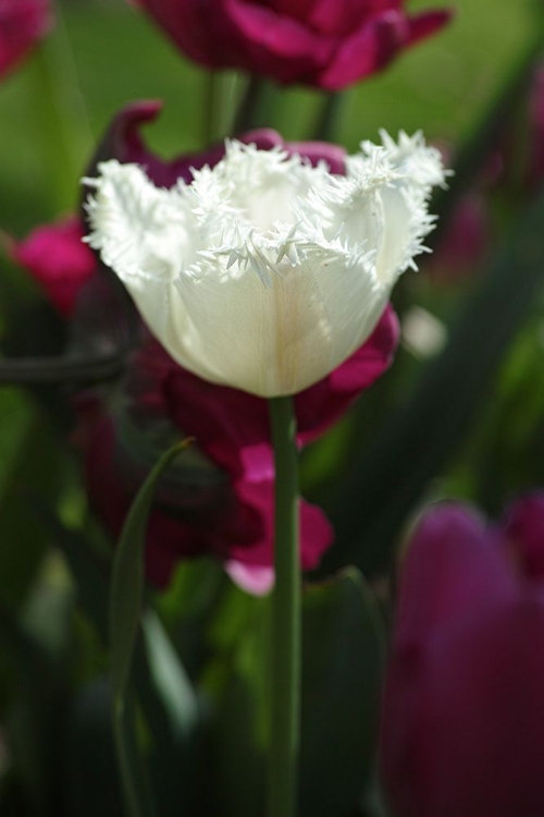 Picture of WHITE TULIP CLOSE UP