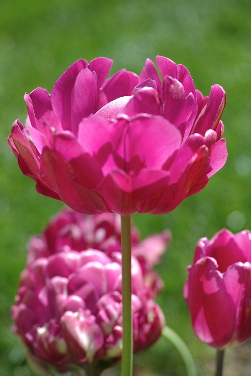 Picture of PURPLE TULIP