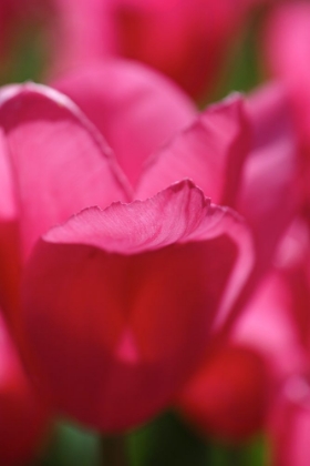 Picture of PINK TULIP