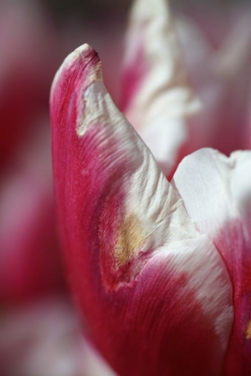 Picture of PINK TULIP