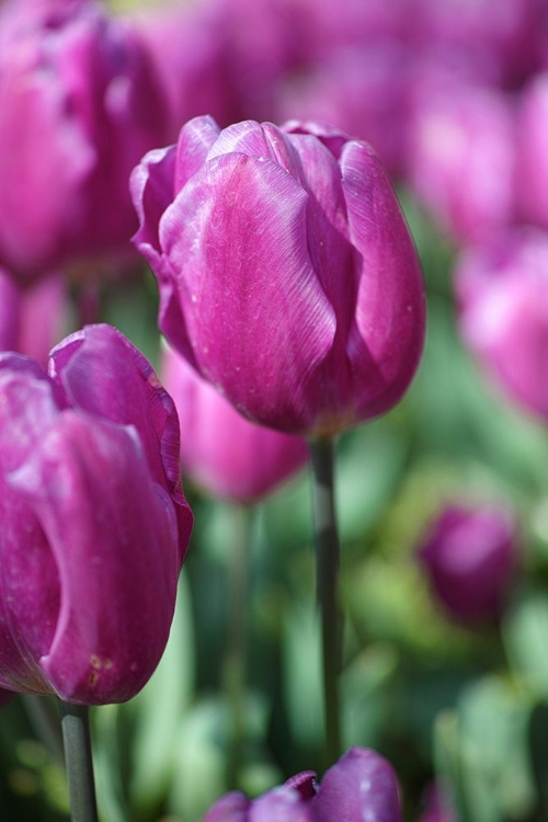 Picture of PURPLE TULIP