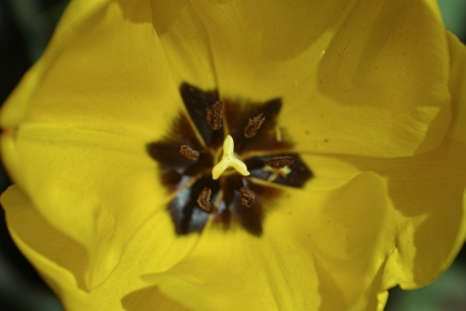 Picture of YELLOW TULIP