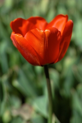 Picture of RED TULIP