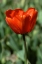 Picture of RED TULIP
