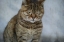 Picture of TABBY CAT