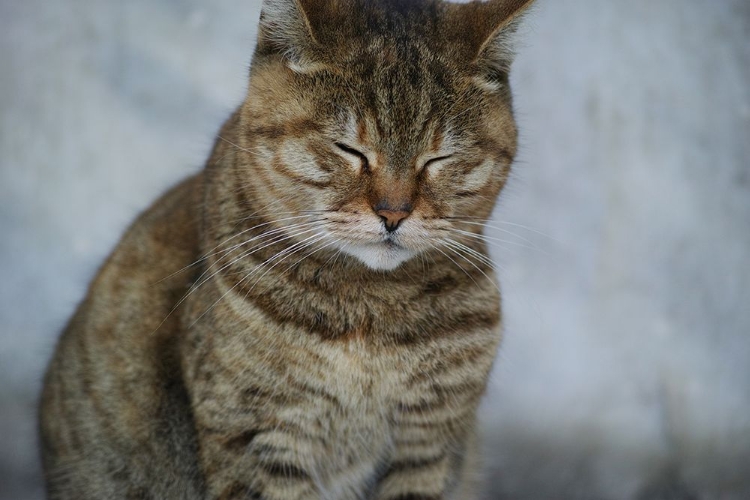 Picture of TABBY CAT