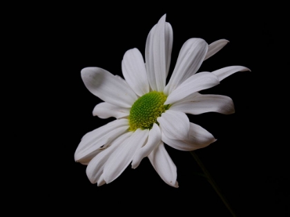 Picture of WHITE DAISY FLOWER