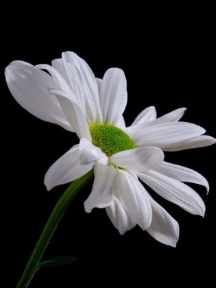 Picture of WHITE DAISY FLOWER