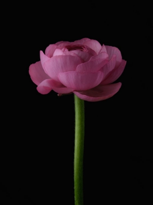 Picture of PINK FLOWER