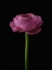 Picture of PINK FLOWER