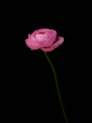 Picture of PINK FLOWER