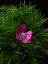 Picture of SPRING FLOWER