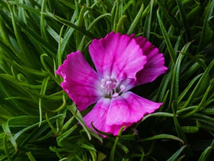 Picture of SPRING FLOWER