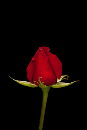 Picture of A BEAUTIFUL RED ROSE