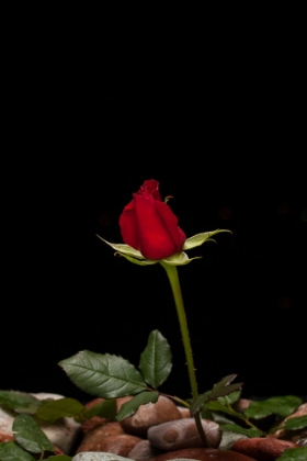 Picture of RED ROSE