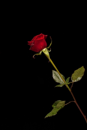 Picture of RED ROSE ISOLATED ON BLACK BACKGROUND