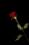 Picture of RED ROSE ISOLATED ON BLACK BACKGROUND