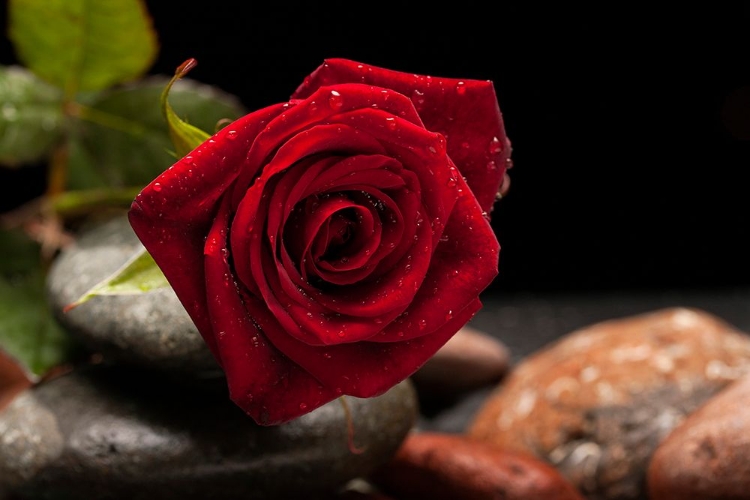 Picture of RED ROSE