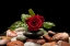 Picture of RED ROSE
