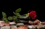 Picture of RED ROSE